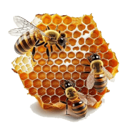 Honeycomb with Bees